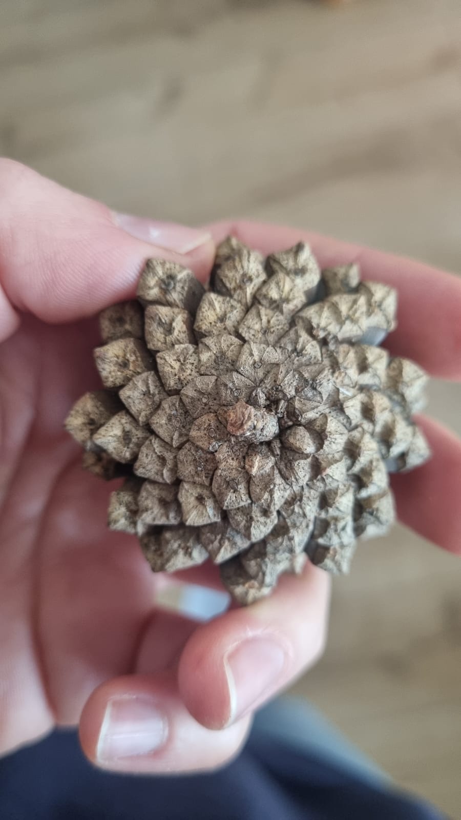 Waldkiefer Zapfen (20 Stk.)